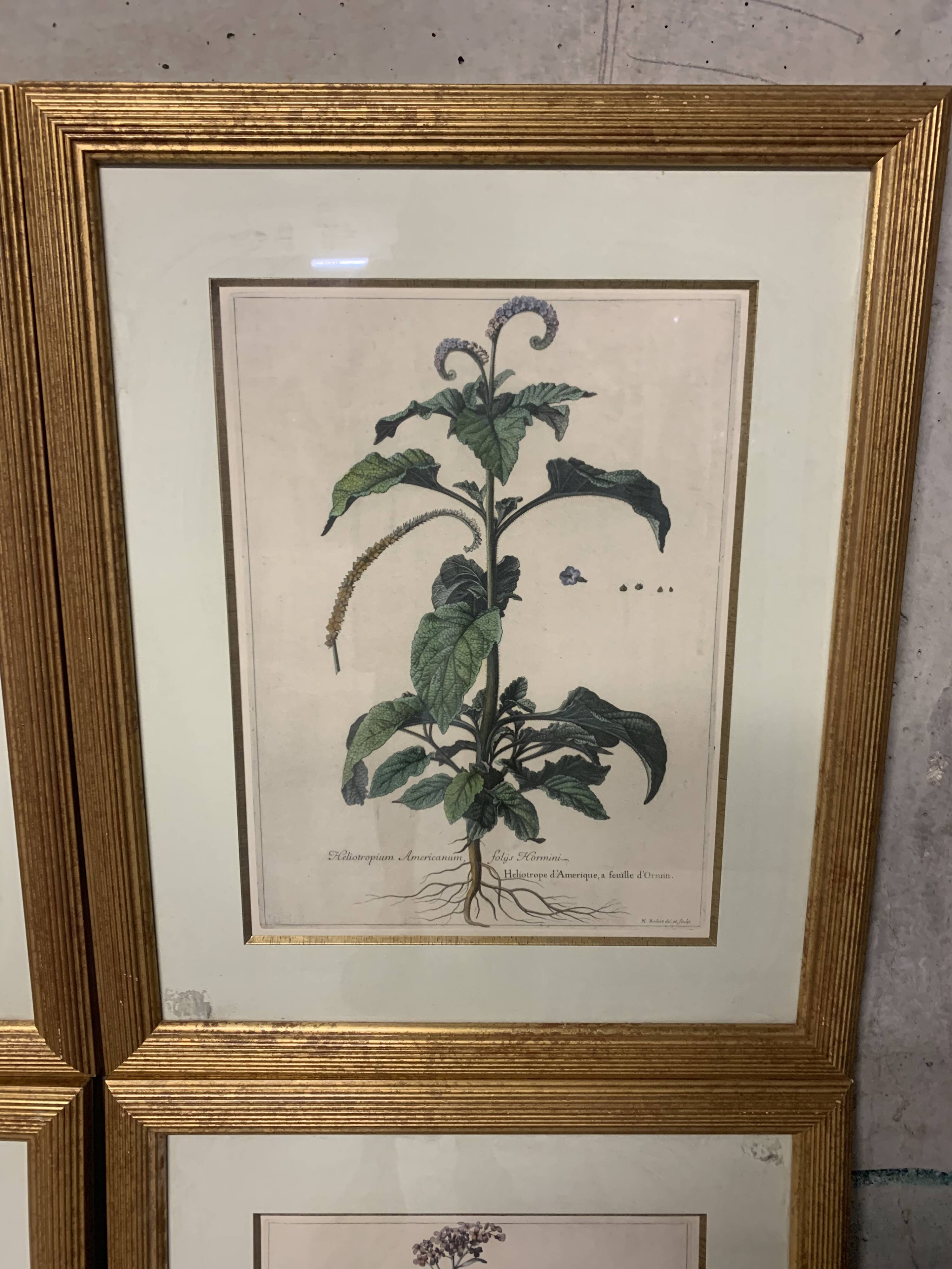 Lot of Paintings Botanical Engravings Old Vintage Herbariums