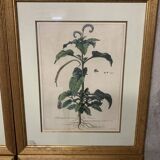 Lot of Paintings Botanical Engravings Old Vintage Herbariums