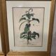 Lot of Paintings Botanical Engravings Old Vintage Herbariums