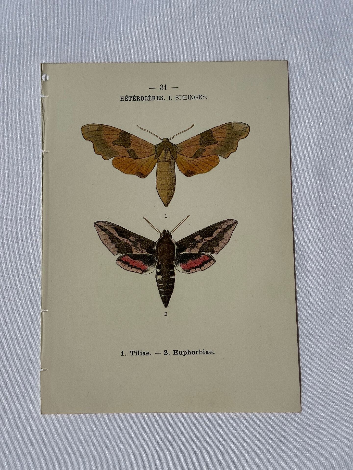 🦋 Botanical Plate Engraving of a Butterfly, 19th Century Naturalist