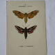🦋 Botanical Plate Engraving of a Butterfly, 19th Century Naturalist