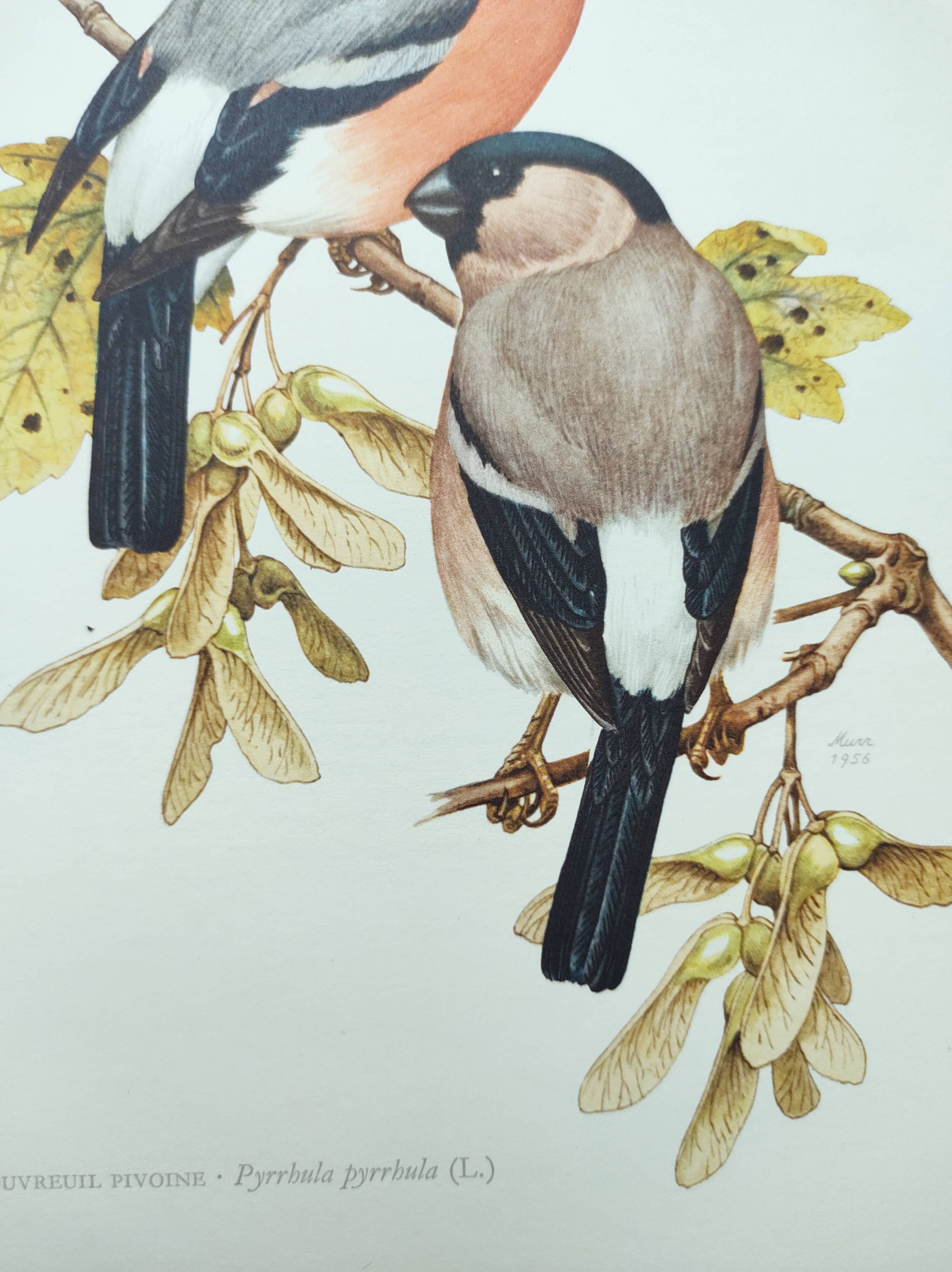 Old bird plate from the 1960s - Bullfinch - Nature and ornithology illustration