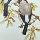 Old bird plate from the 1960s - Bullfinch - Nature and ornithology illustration