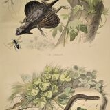 Original zoological plate of 1839 " Dragon & seps "