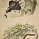 Original zoological plate of 1839 " Dragon & seps "