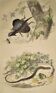 Original zoological plate of 1839 " Dragon & seps "