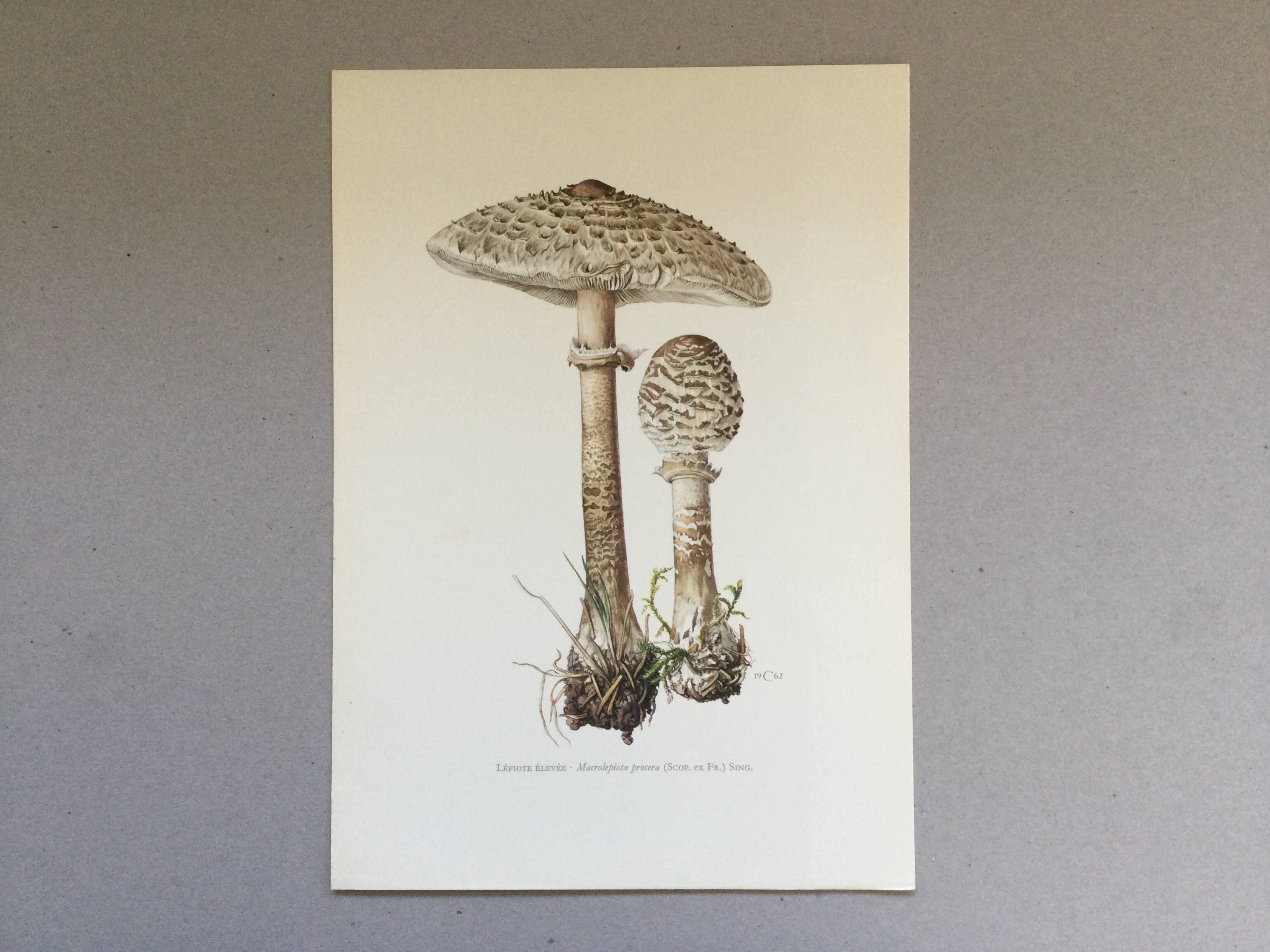 Botanical illustration "mushrooms", 1960s