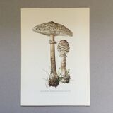 Botanical illustration "mushrooms", 1960s