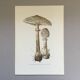 Illustration botanique "champignons", années 60
