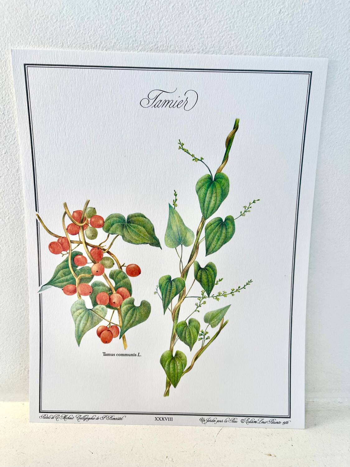 Planche botanique – Tamier (Tamus communis L.) – Louis Pariente, 1986