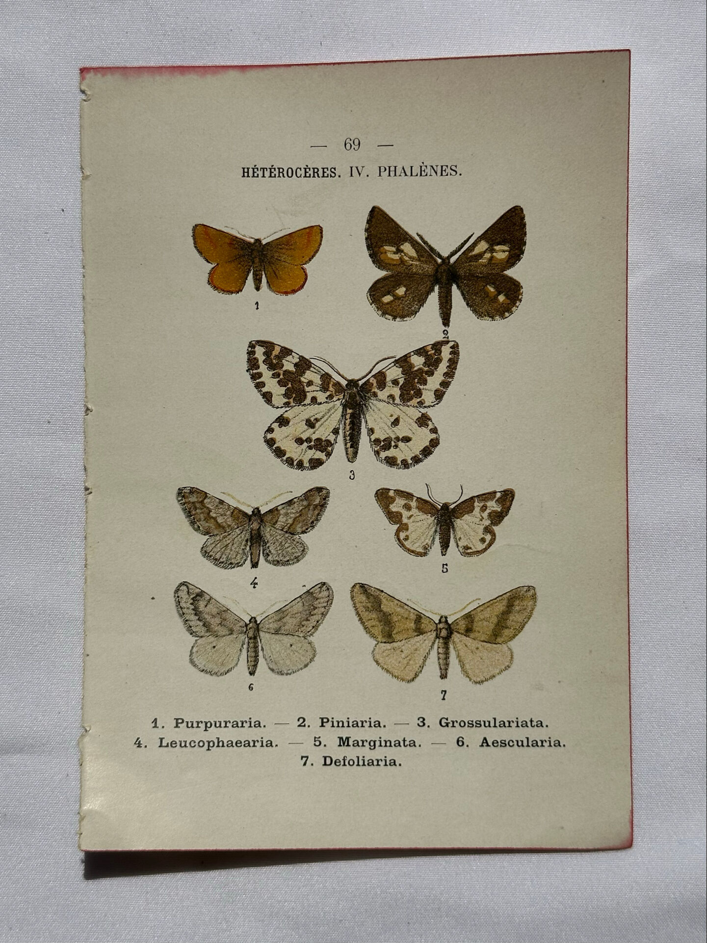 Gravure botanique papillons double face planche naturaliste Eau forte