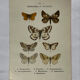 Gravure botanique papillons double face planche naturaliste Eau forte