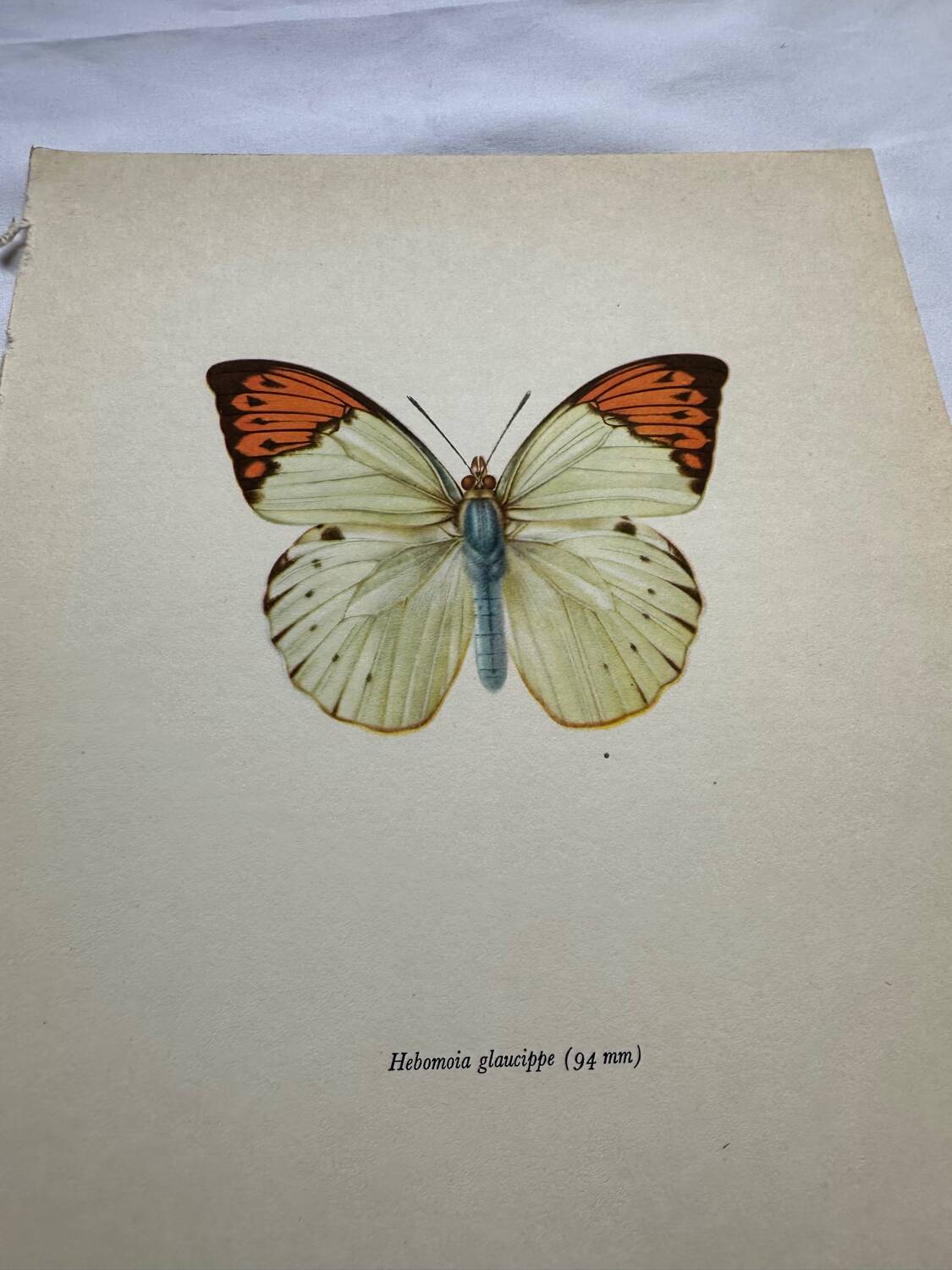 Old butterfly engraving botanical poster zoo litho decor