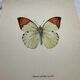 Old butterfly engraving botanical poster zoo litho decor