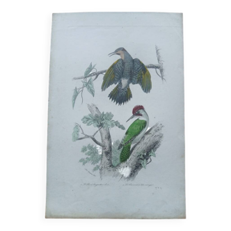 Poster - 19th century zoological engraving of birds - Woodpecker and woodpecker