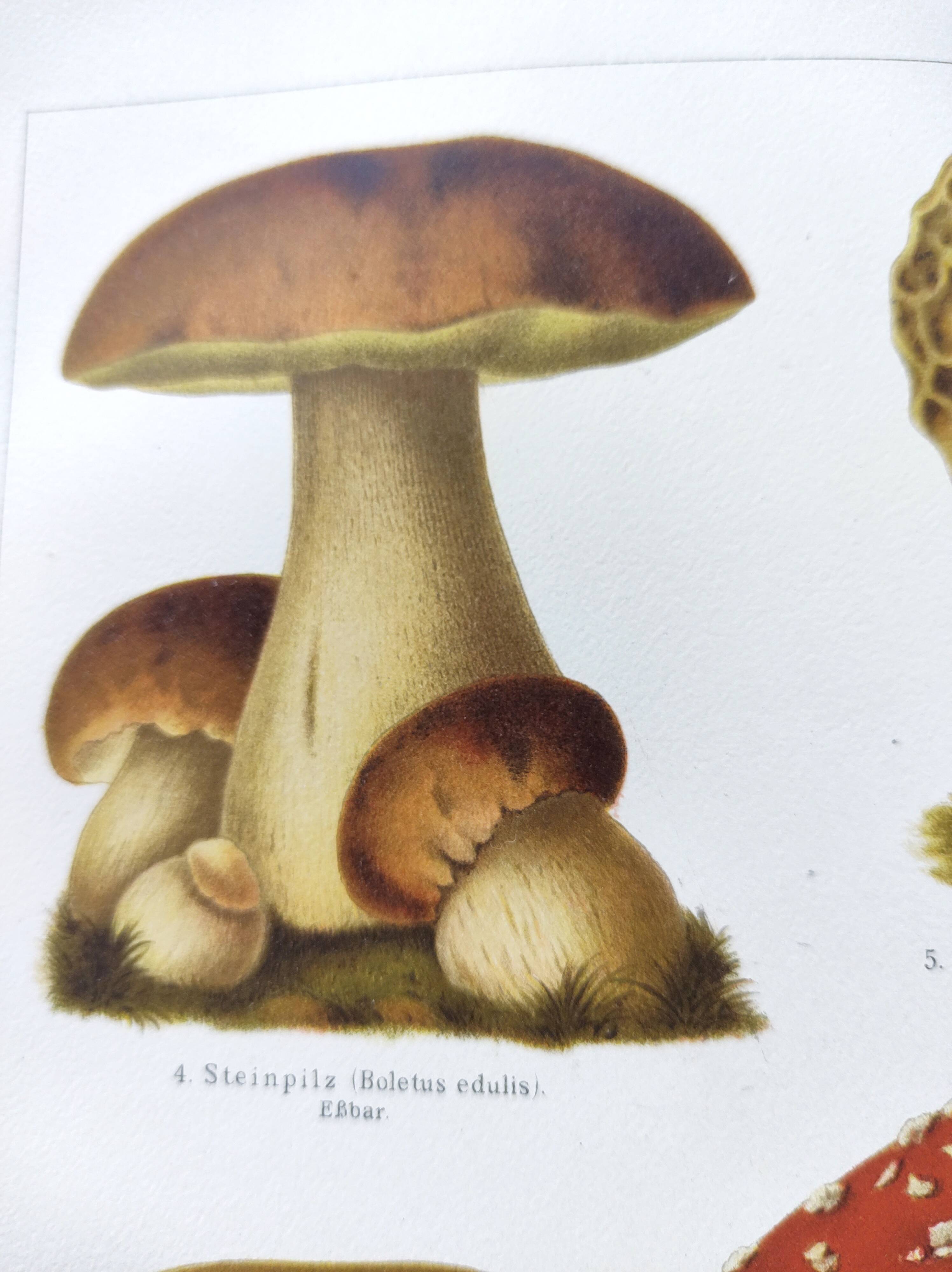 Botanical plate from 1909 - Mushrooms - Old German engraving