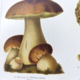 Botanical plate from 1909 - Mushrooms - Old German engraving