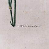Gravure botanique tableau oeillets XVIII ème Wirsing