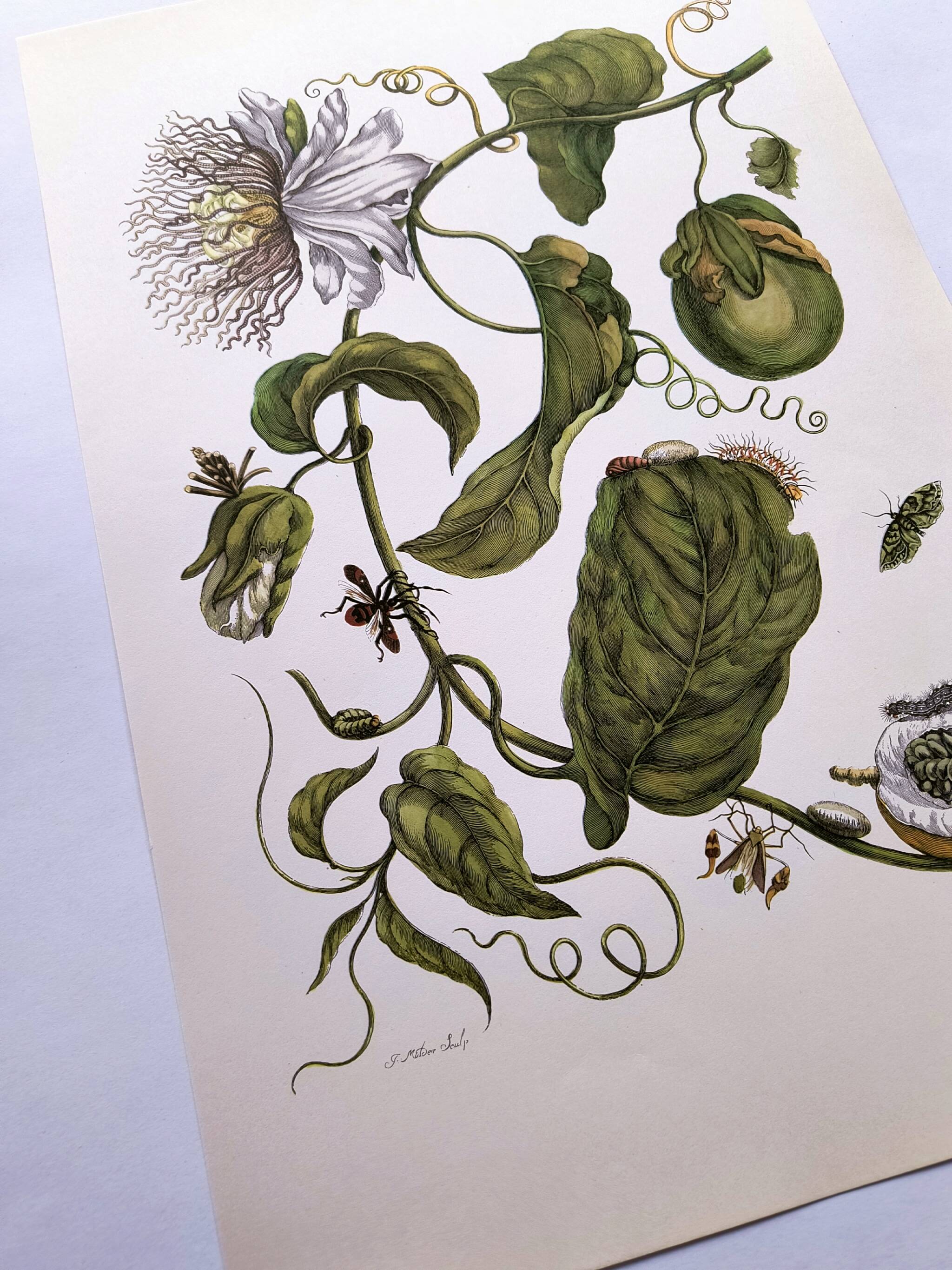 Vintage illustration. Passion flower by Merian - botanical plate