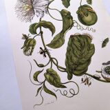 Vintage illustration. Passion flower by Merian - botanical plate