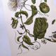 Vintage illustration. Passion flower by Merian - botanical plate