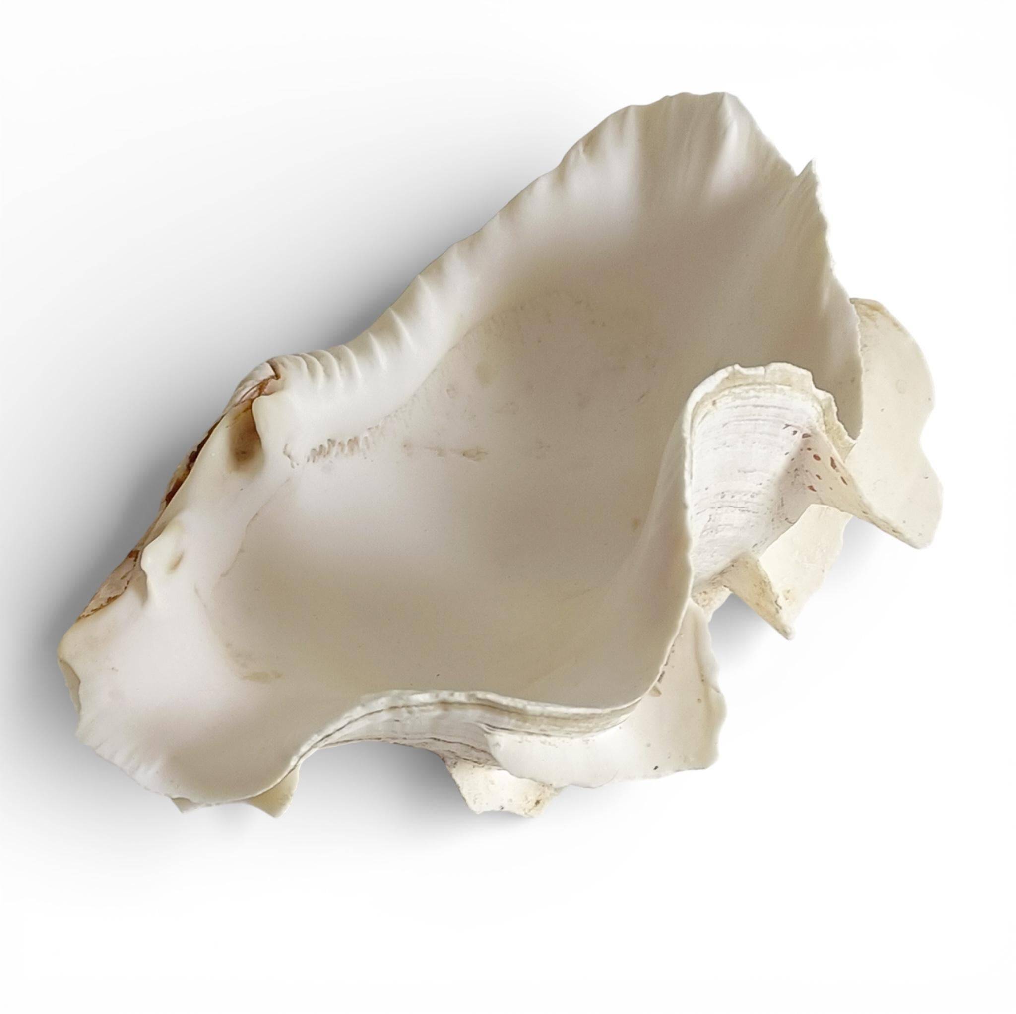 Stunning South Pacific Clam Shell – Sculptural Organic Modern Object