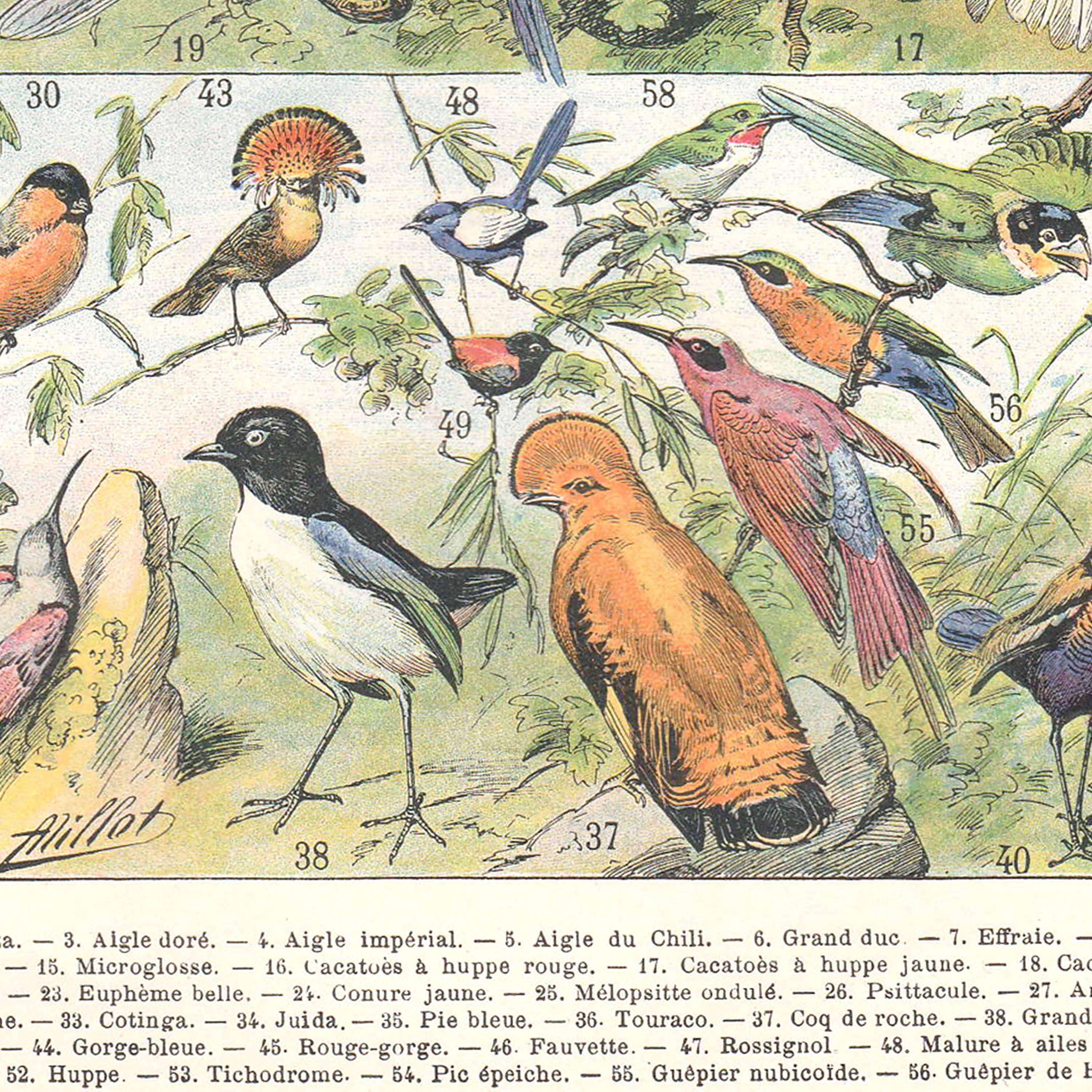 Planche lithographie les oiseaux 1900