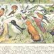 Planche lithographie les oiseaux 1900