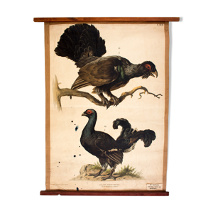 Affiche pédagogique, tétras,