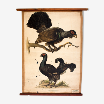 Educational poster, grouse, 1879