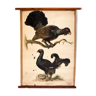 Educational poster, grouse, 1879