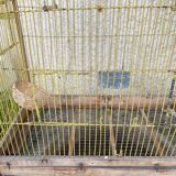 Ancienne cage à oiseaux