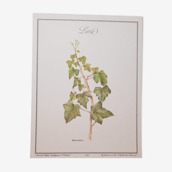 Botanical board Ivy