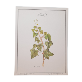 Botanical board Ivy