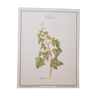 Botanical board Ivy