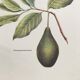 Botanical plank the Lawyer