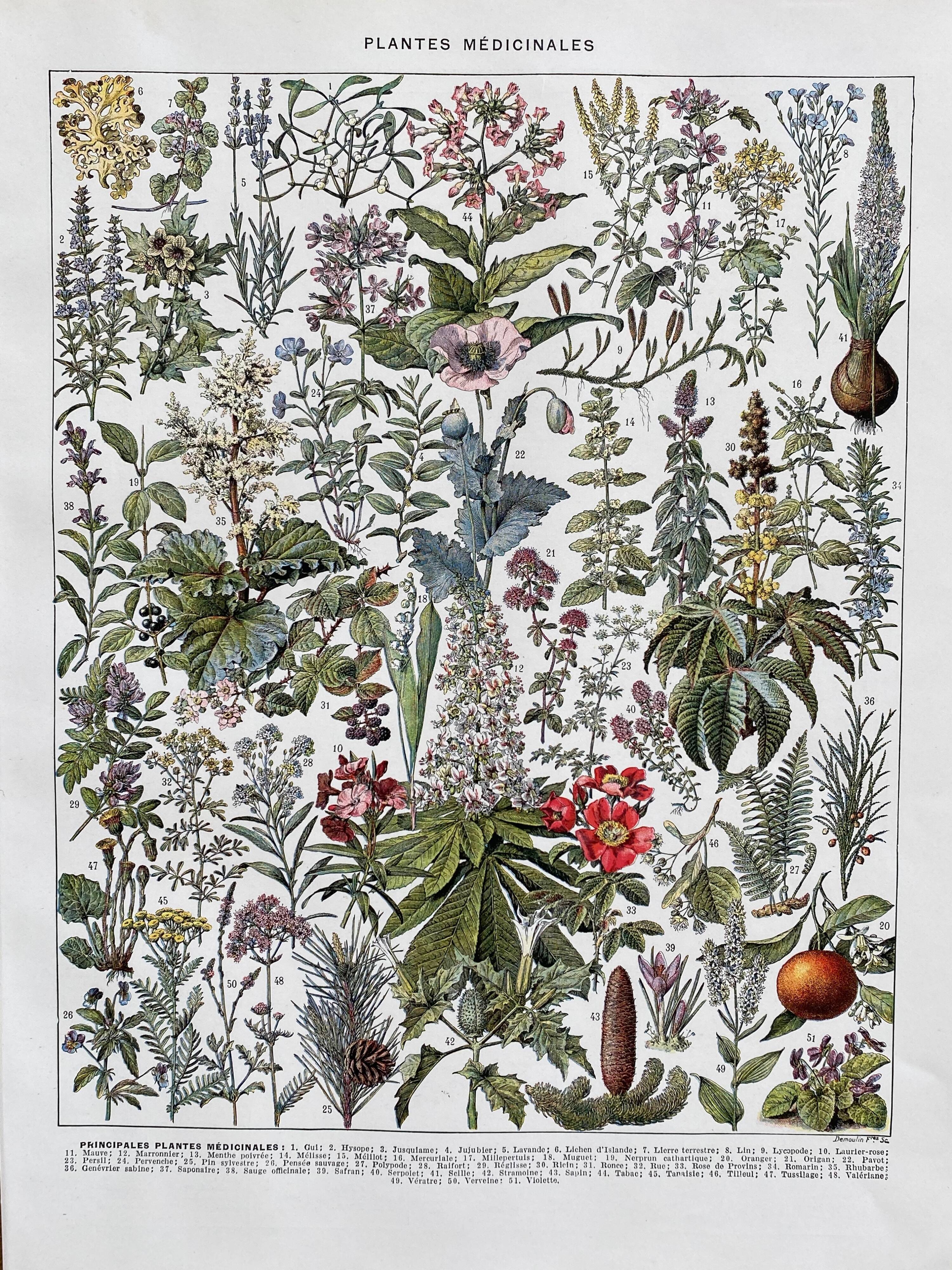 Ancient illustration "medicinal plants"