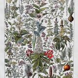 Ancient illustration "medicinal plants"