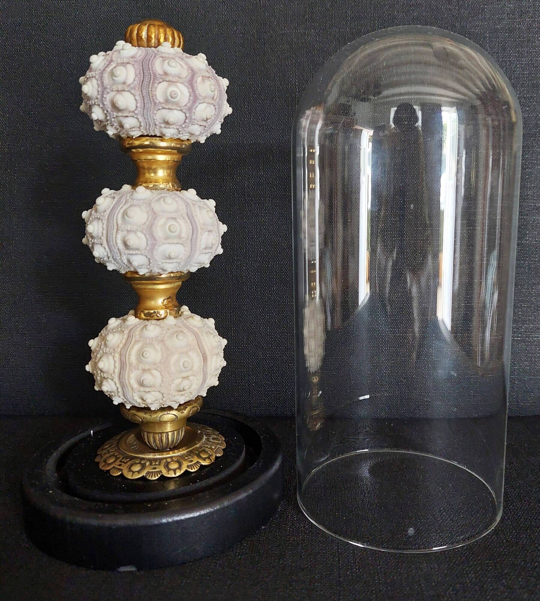 Cabinet de Curiosités globe avec oursins phyllacanthus imperialis