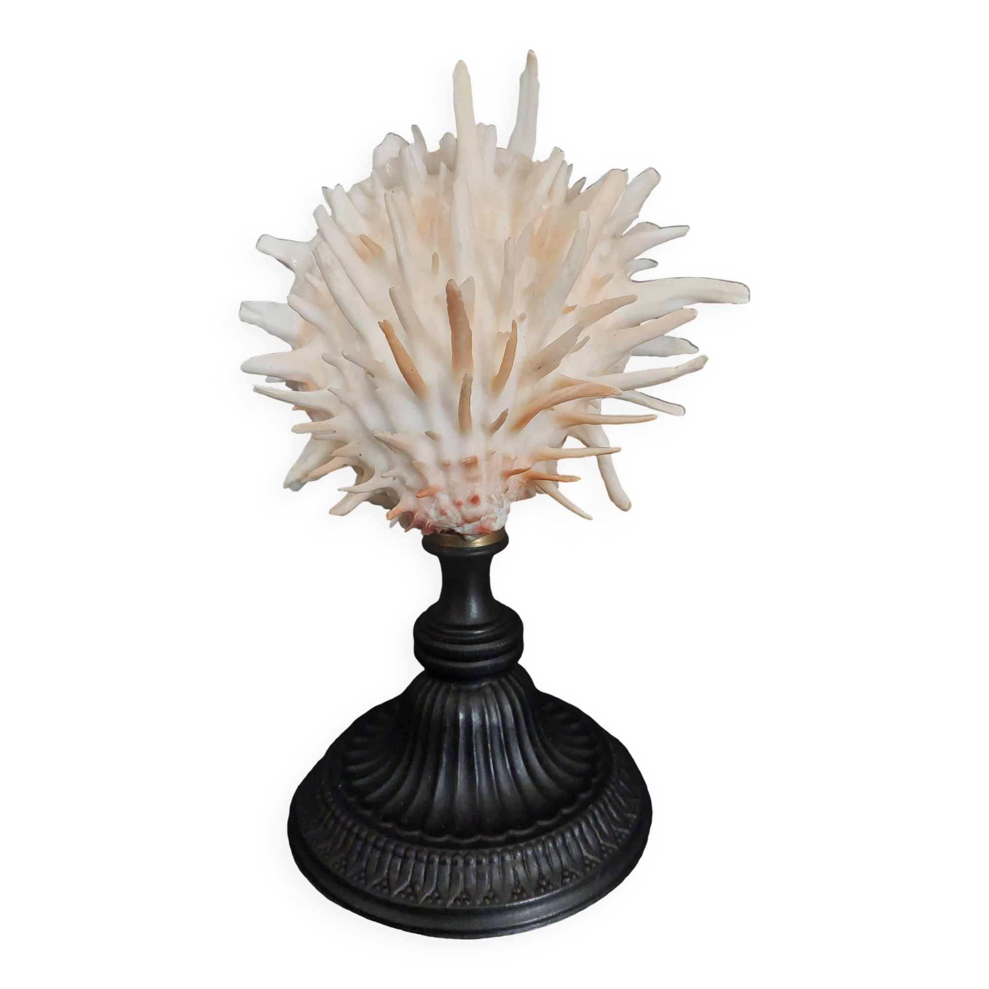 Cabinet of Curiosities Spondylus americanus shell on base