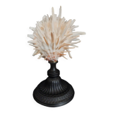 Cabinet of Curiosities Spondylus americanus shell on base