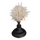 Cabinet of Curiosities Spondylus americanus shell on base