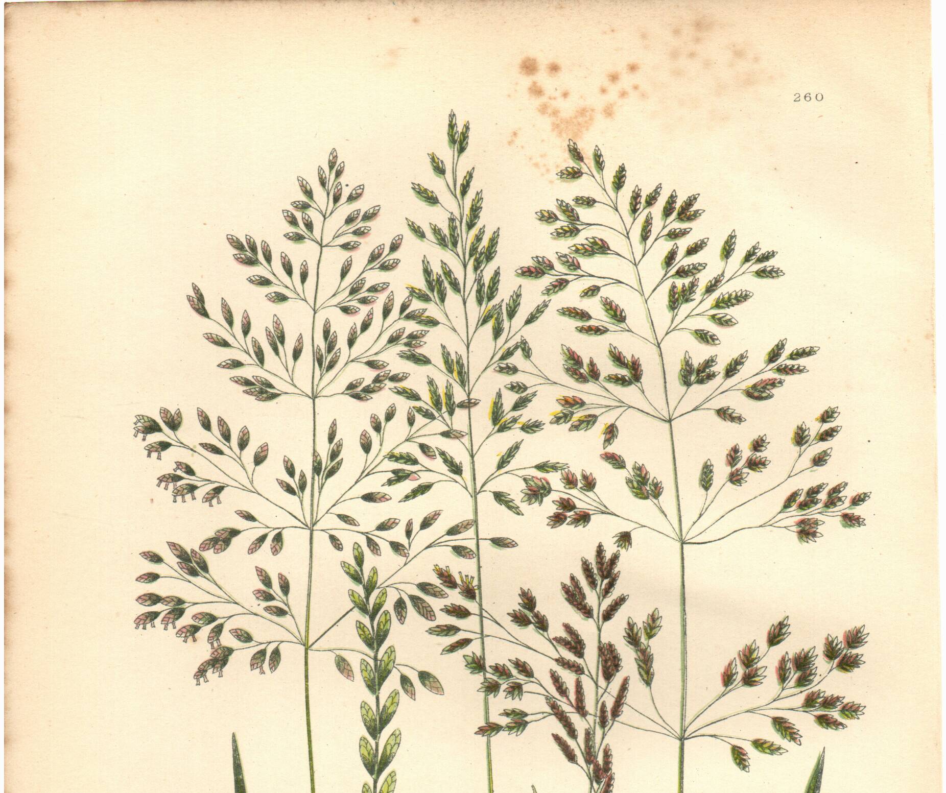 Old engraving from 1889 - Forest herbs by A. Pratt. Botanical plate.