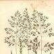 Old engraving from 1889 - Forest herbs by A. Pratt. Botanical plate.