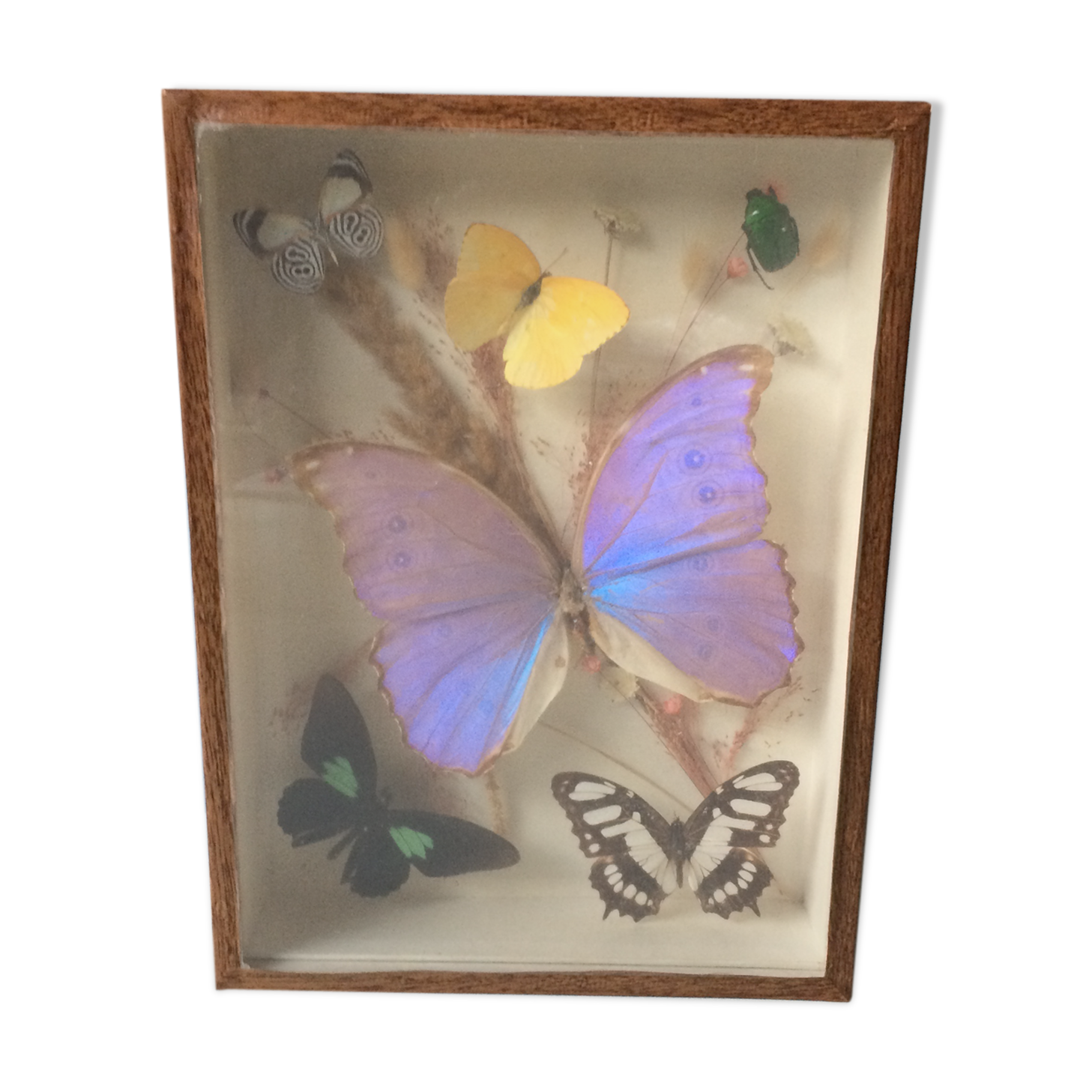 Butterfly frame taxidermy