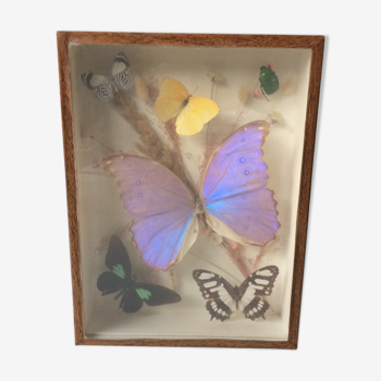 Butterfly frame taxidermy