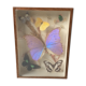 Butterfly frame taxidermy