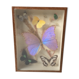 Cadre papillon taxidermie