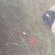 Ancient oil on canvas portrait of a Fox Terrier dog signed – Painting an