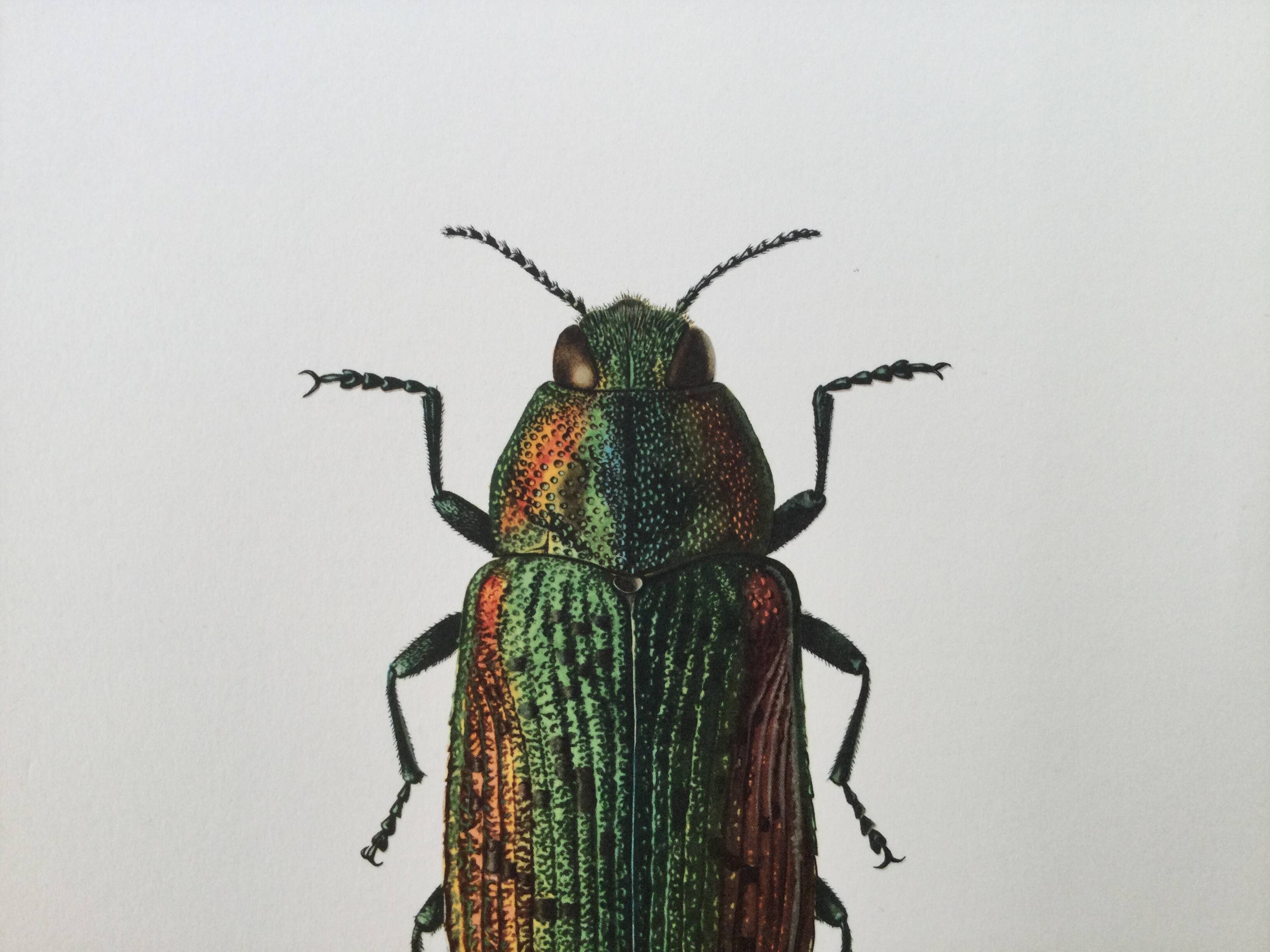 Vintage insect print. Original plate 1969.